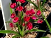 Show product details for Rhodohypoxis Flashing Ruby